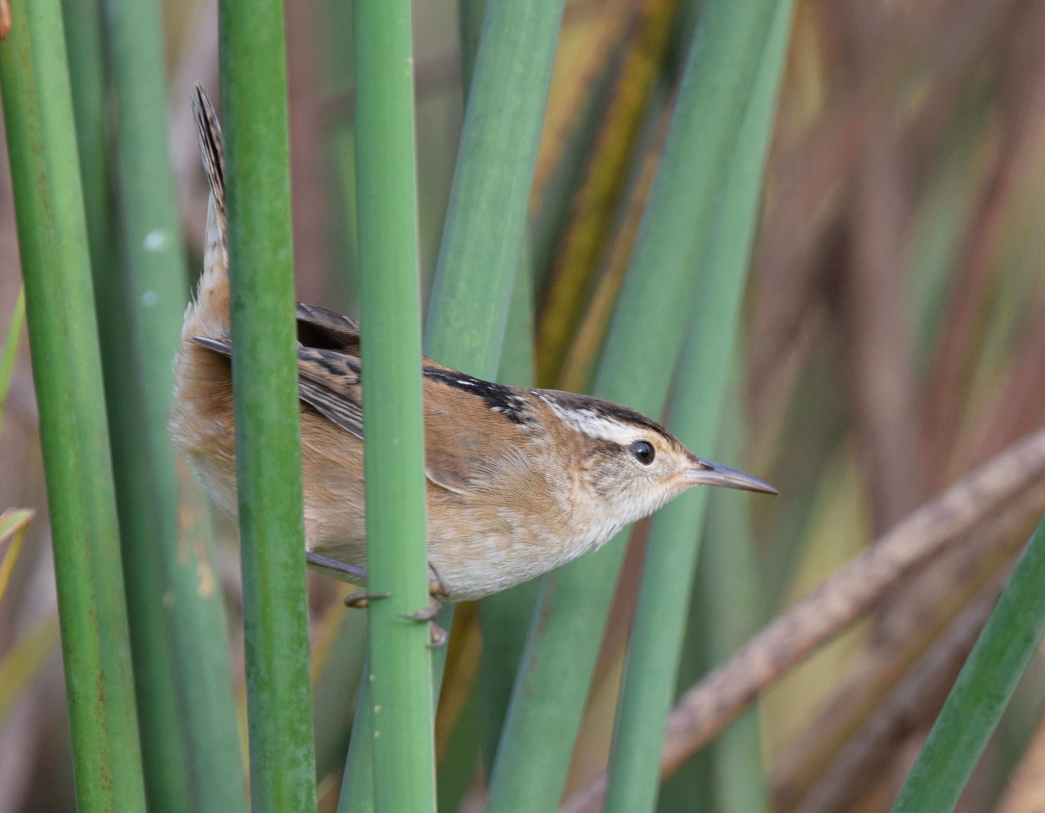 Image of Marsh Wren