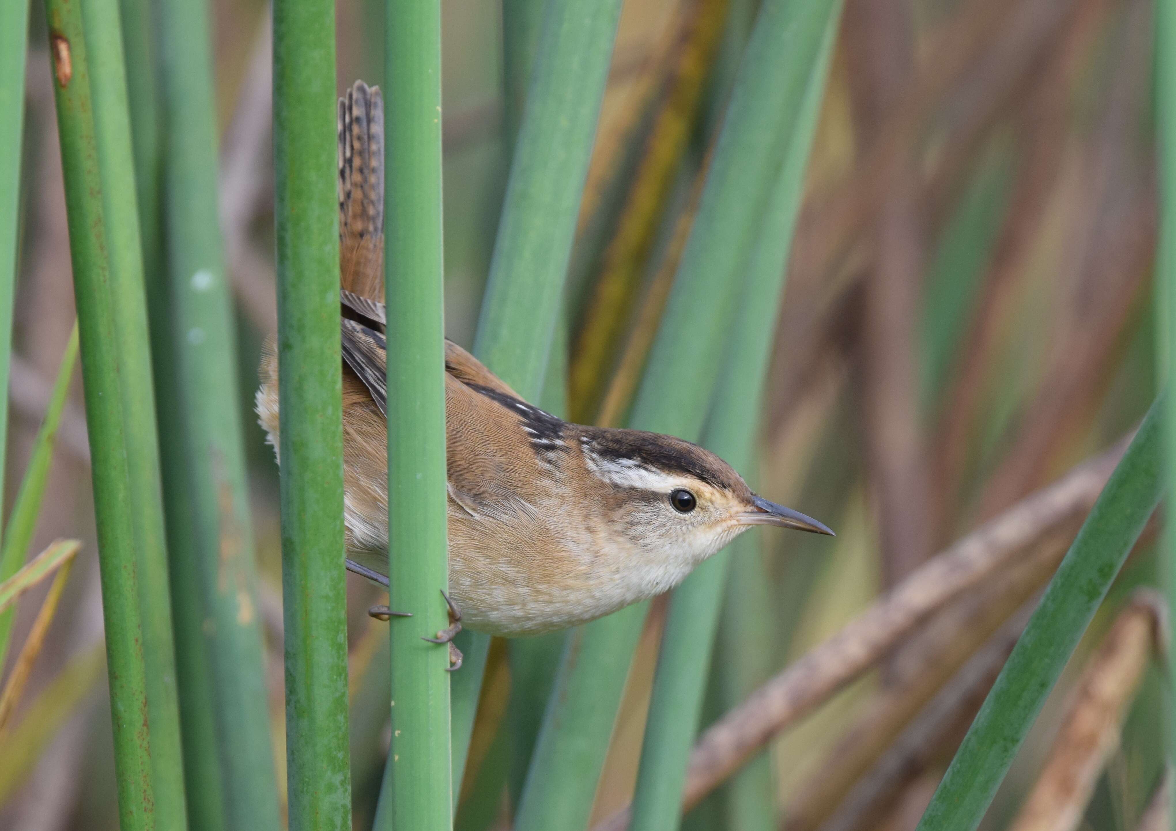 Image of Marsh Wren