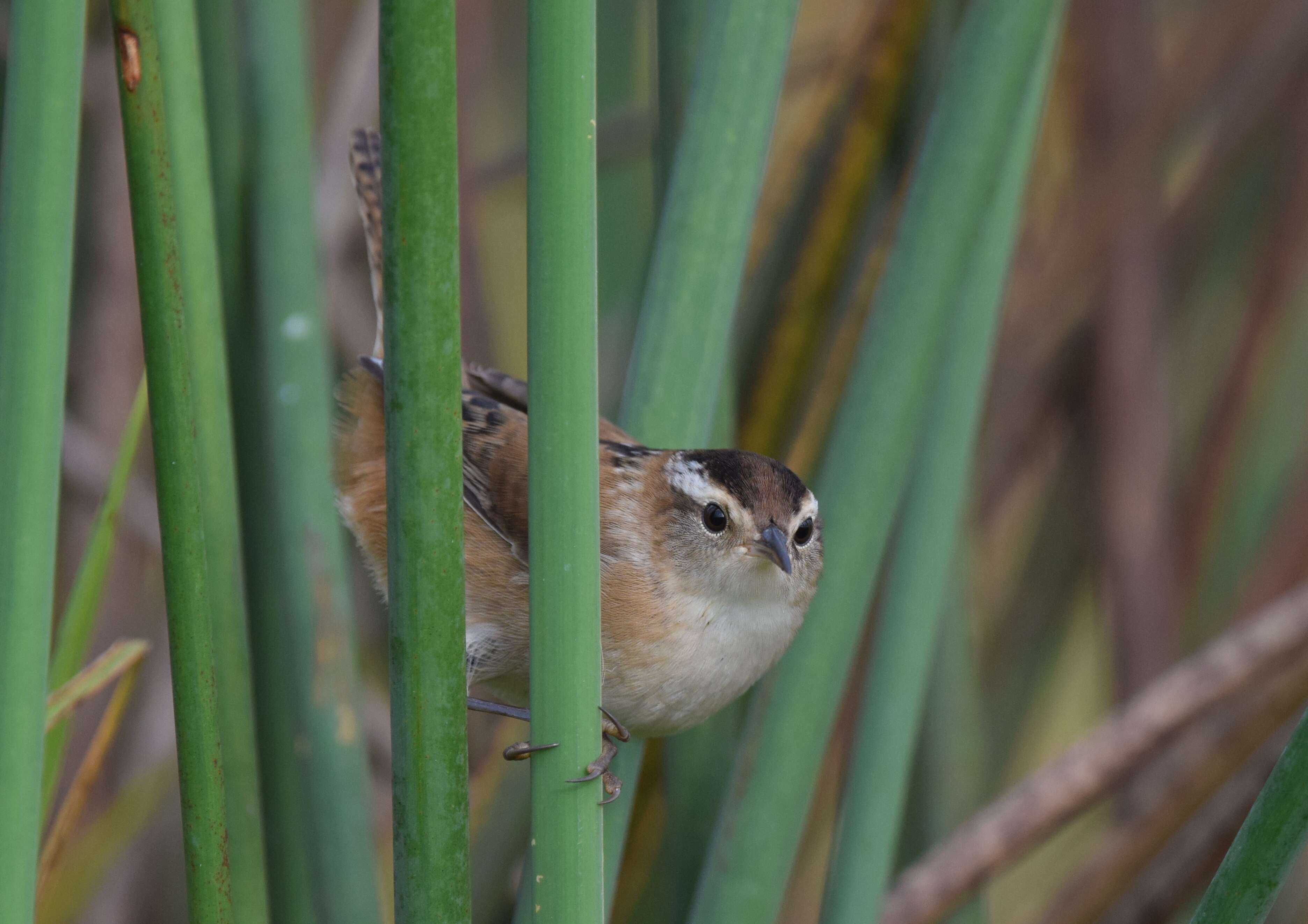 Image of Marsh Wren