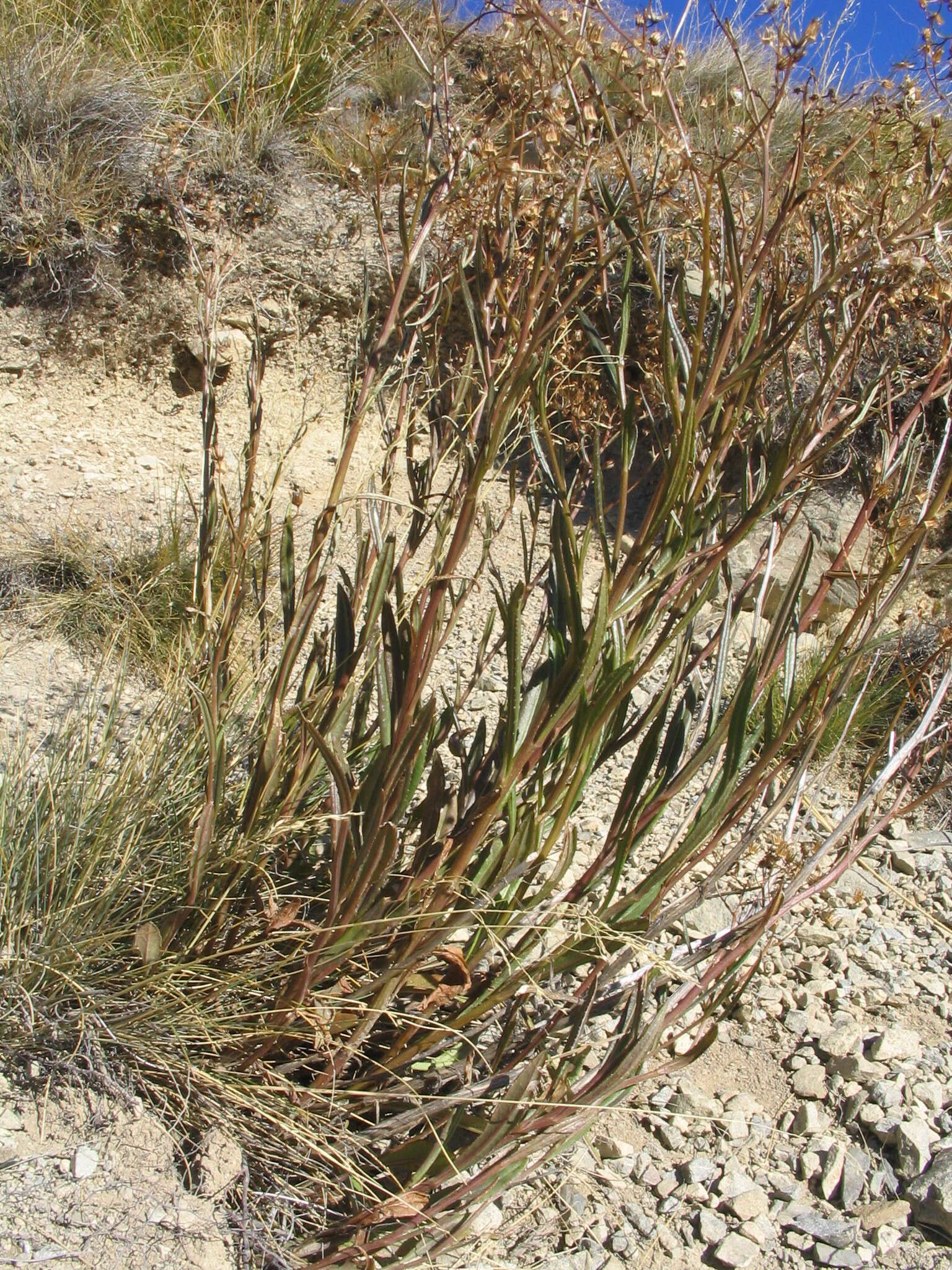 Image of Erechtites diversifolia Petrie.