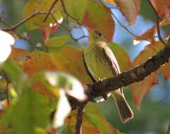 Image of Yellow-bellied Flycatcher