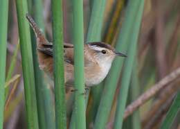 Image of Marsh Wren