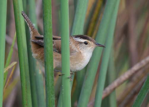 Image of Marsh Wren