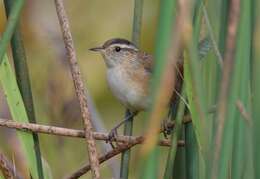 Image of Marsh Wren