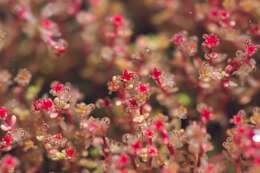 Image of Crassula vaillantii (Willd.) Roth