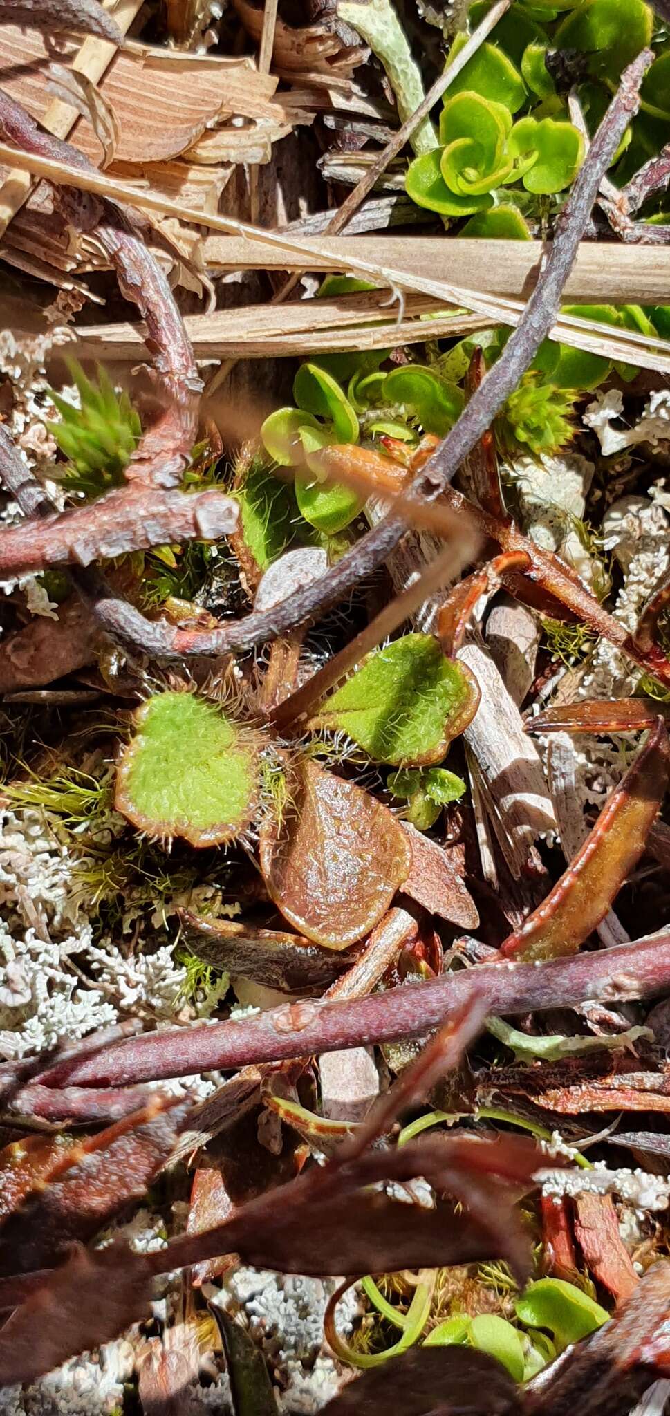 Lagenophora cuneata Petrie resmi