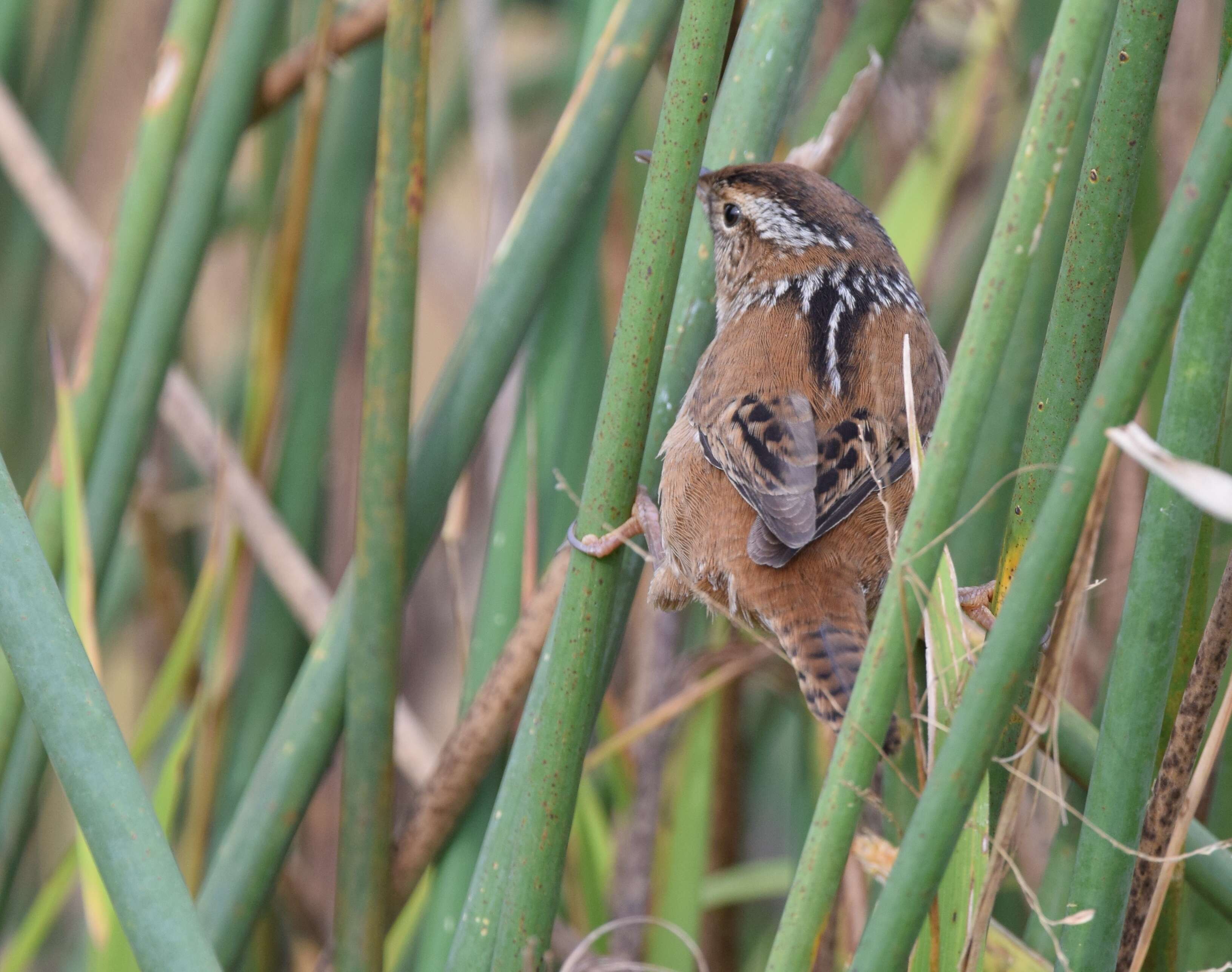 Image of Marsh Wren