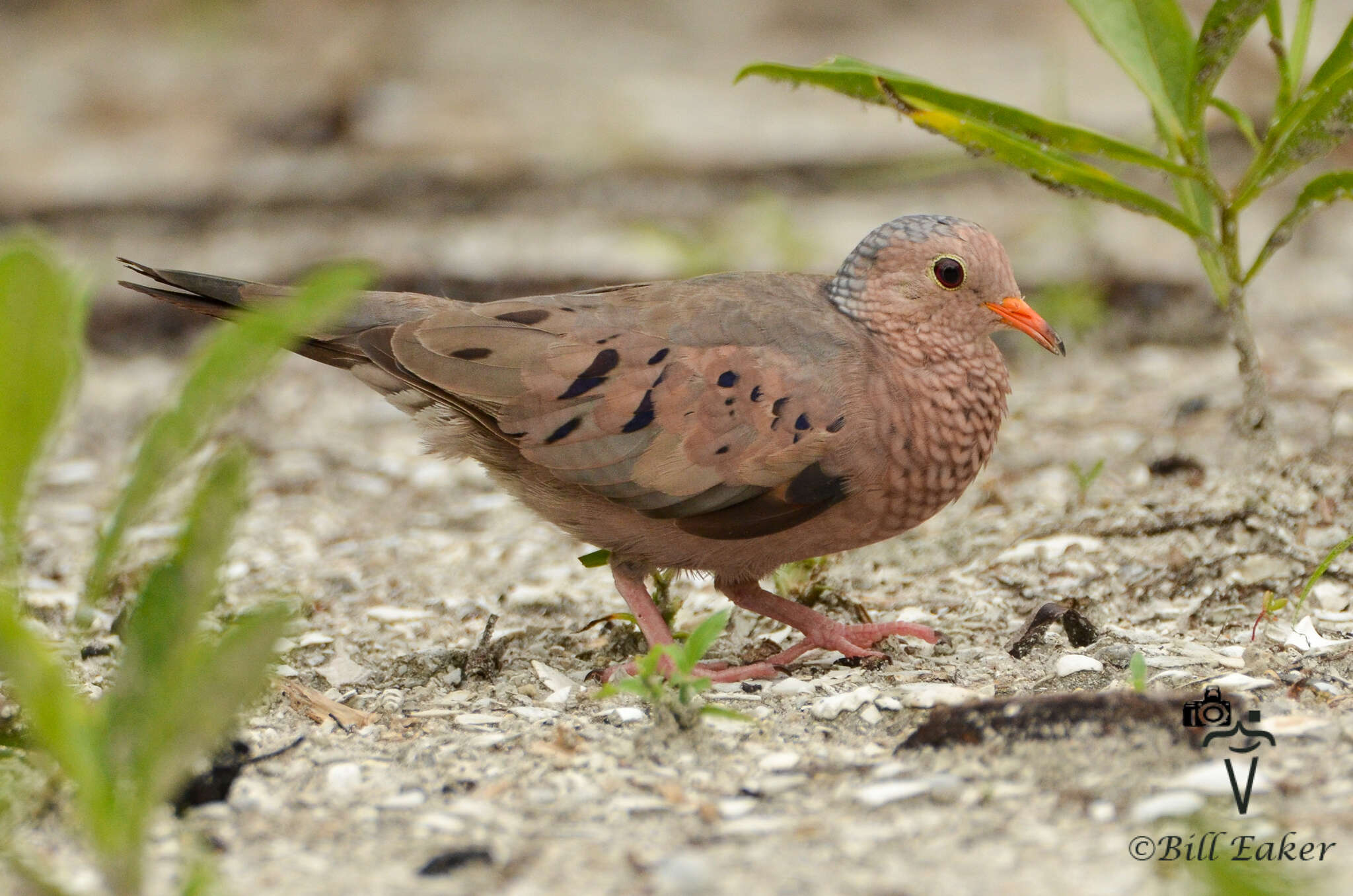 Plancia ëd Columbina passerina (Linnaeus 1758)