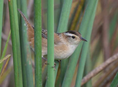 Image of Marsh Wren