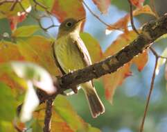 Image of Yellow-bellied Flycatcher