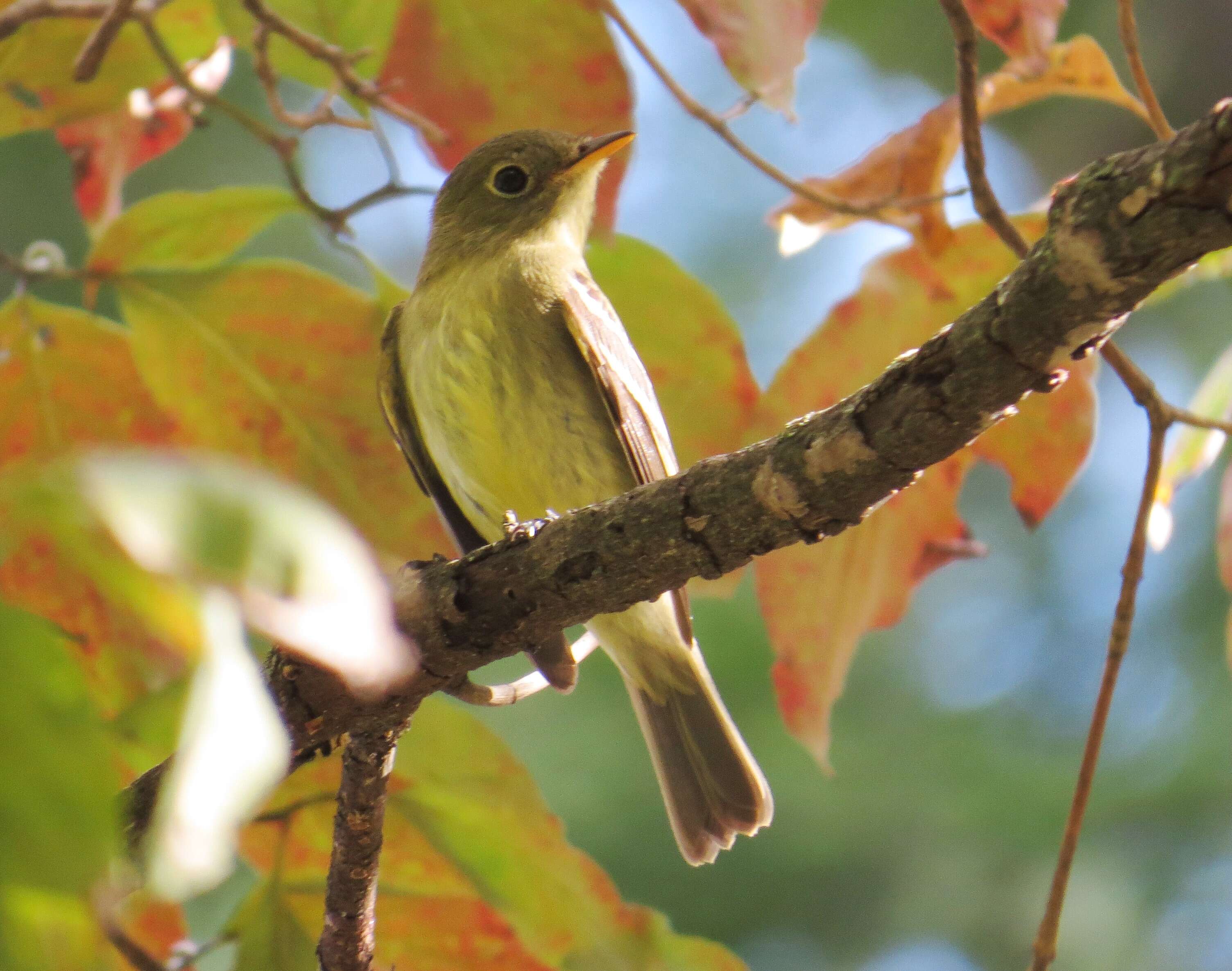 Image of Yellow-bellied Flycatcher