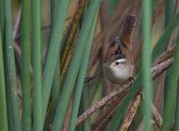 Image of Marsh Wren