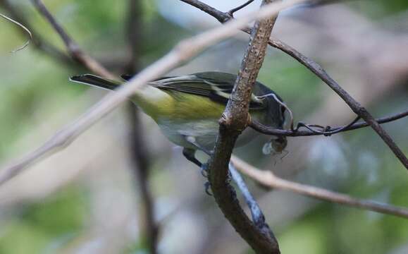 Image of Blue-headed Vireo