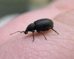 Image of rough strawberry root weevil