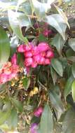 Syzygium paniculatum Gaertn. resmi