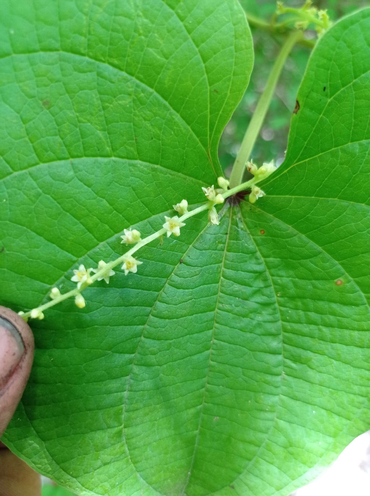 Dioscorea carpomaculata var. carpomaculata resmi