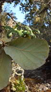 Image of Quercus conzattii Trel.