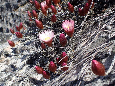 Image of Syncarpha canescens subsp. tricolor (DC.) B. Nord.