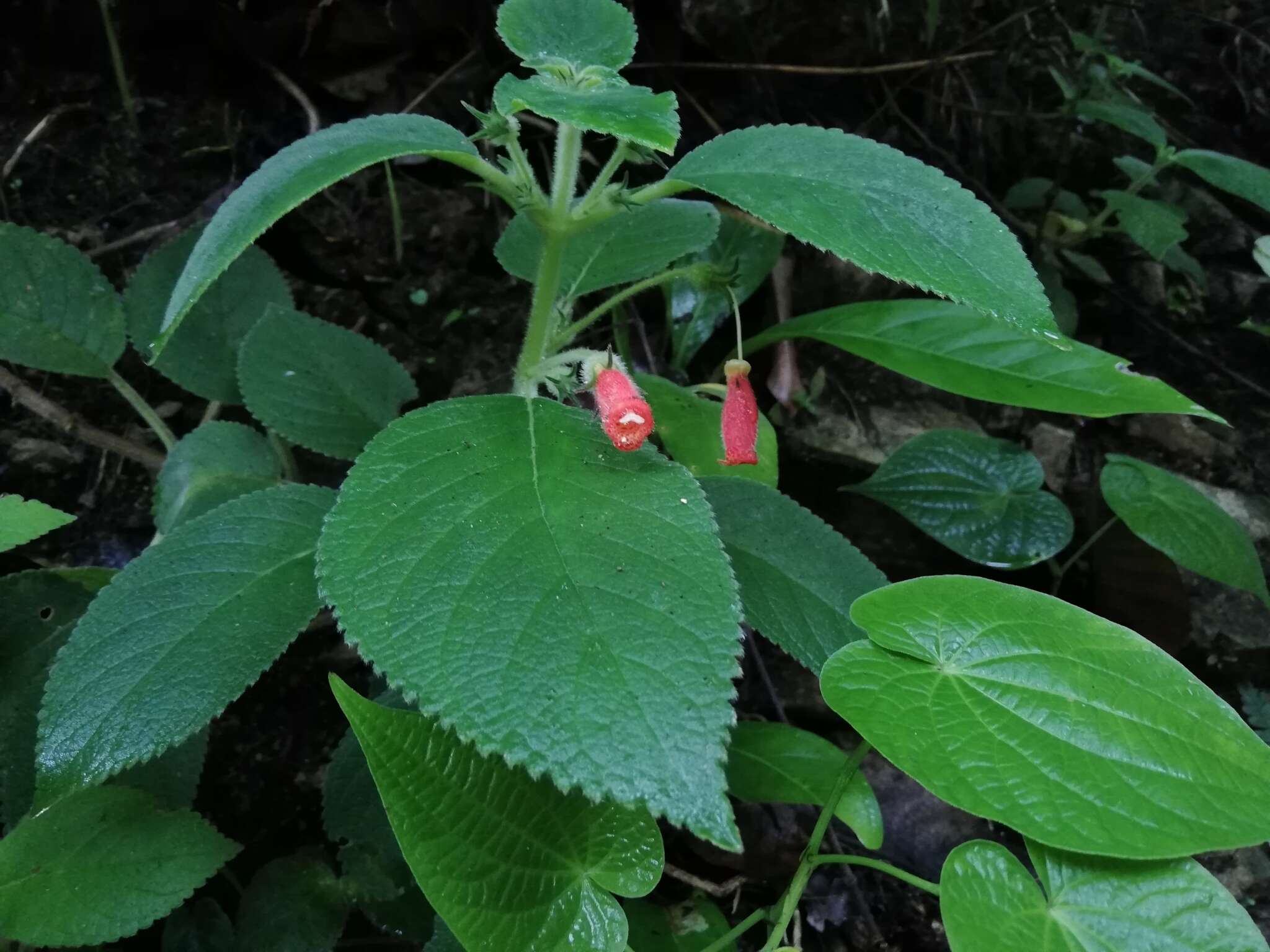 Image of Kohleria hirsuta (Kunth) Regel