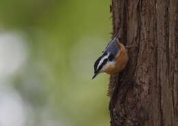 Imagem de Sitta canadensis Linnaeus 1766