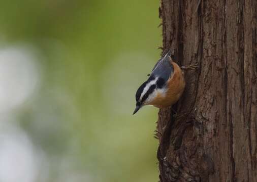 Image of Red-breasted Nuthatch