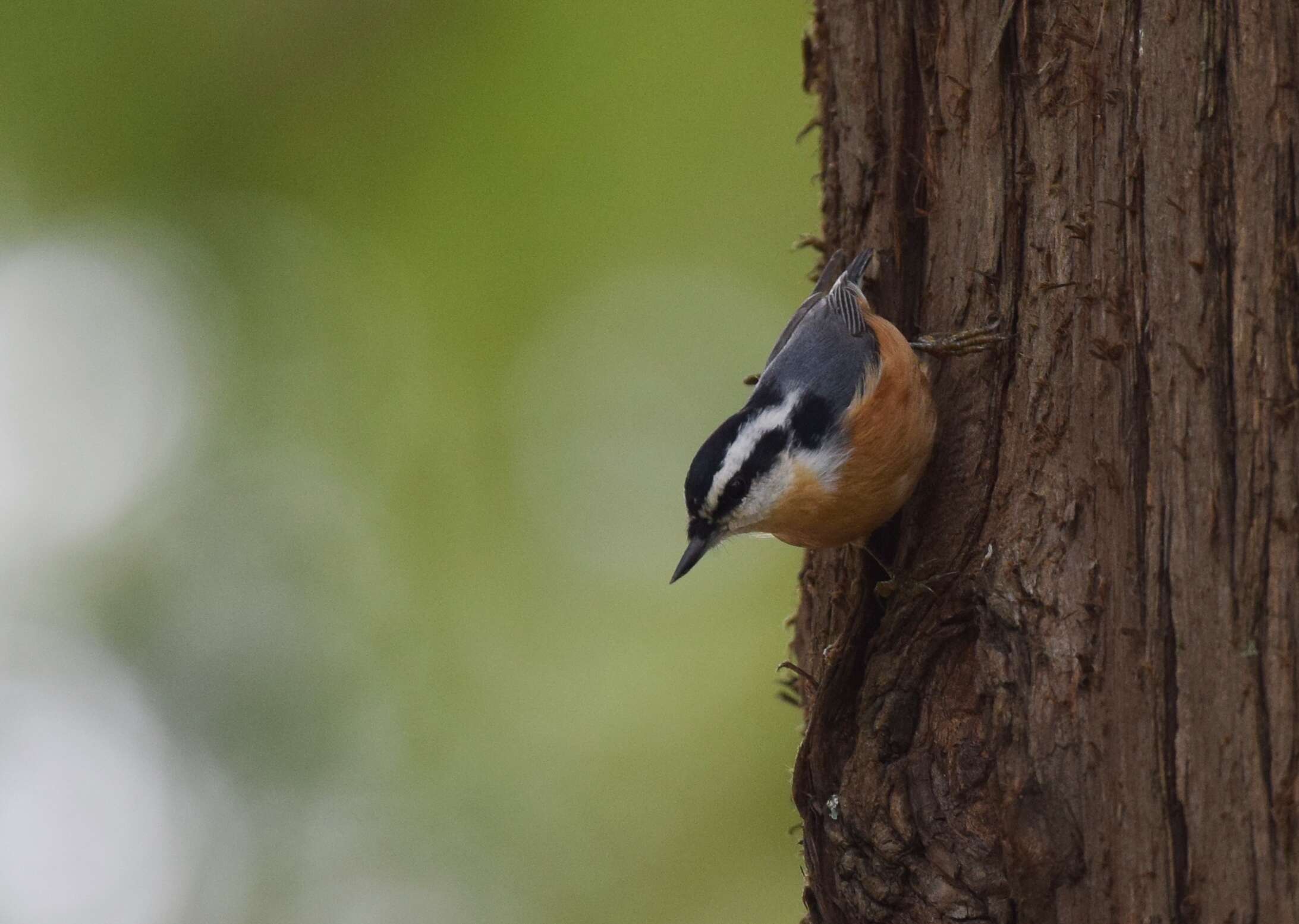 Imagem de Sitta canadensis Linnaeus 1766