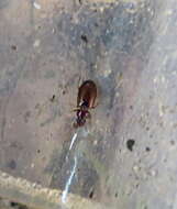 Image of Ground beetle