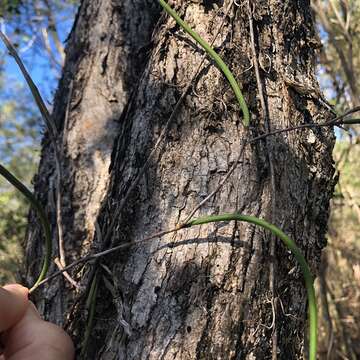 Image of Straggly pencil orchid