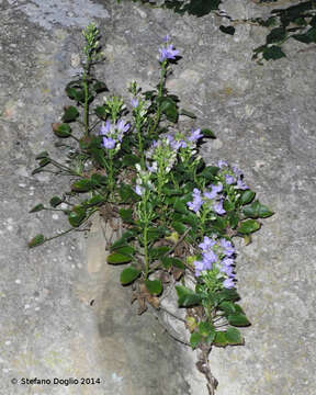 Campanula versicolor subsp. tenorei resmi