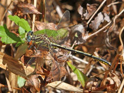 Image of Hodges' Clubtail