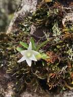 Imagem de Angraecum lecomtei H. Perrier