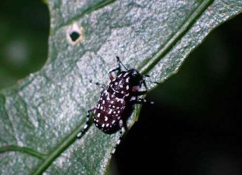 صورة Physopterus pardalis Jordan 1912