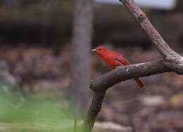 Imagem de Sanhaçu-vermelho