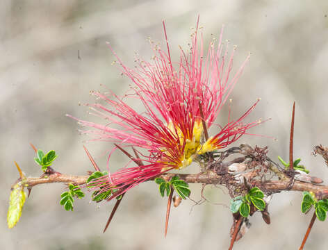 Image of red powderpuff