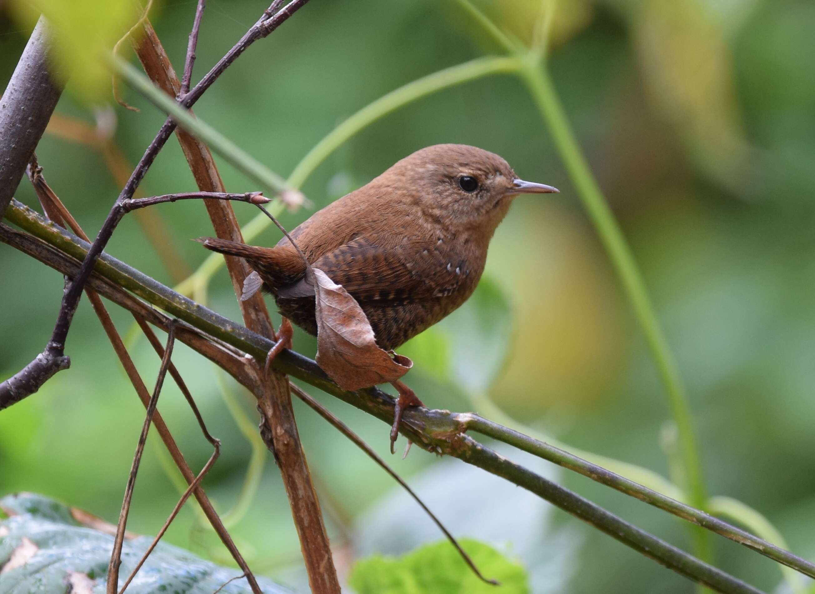 Image of Eastern Winter Wren