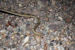 صورة Bogertophis subocularis subocularis (Brown 1901)