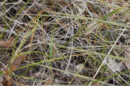 Image of Stylidium hirsutum R. Br.