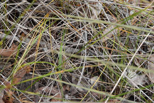 Image of Stylidium hirsutum R. Br.