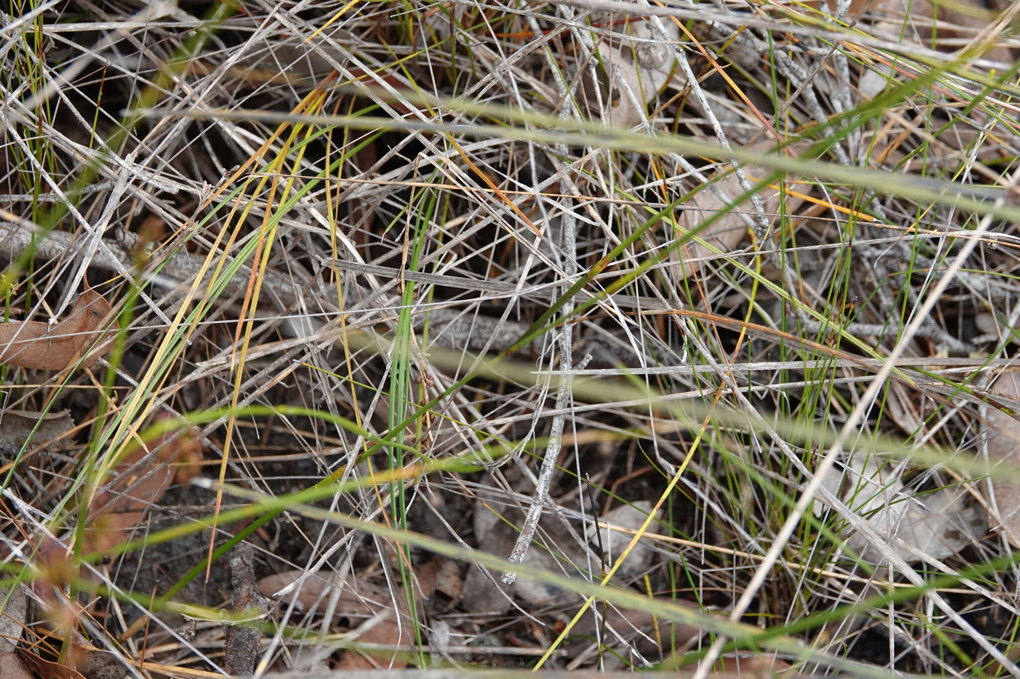 Image of Stylidium hirsutum R. Br.