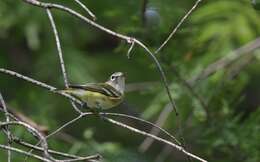 Image of Blue-headed Vireo