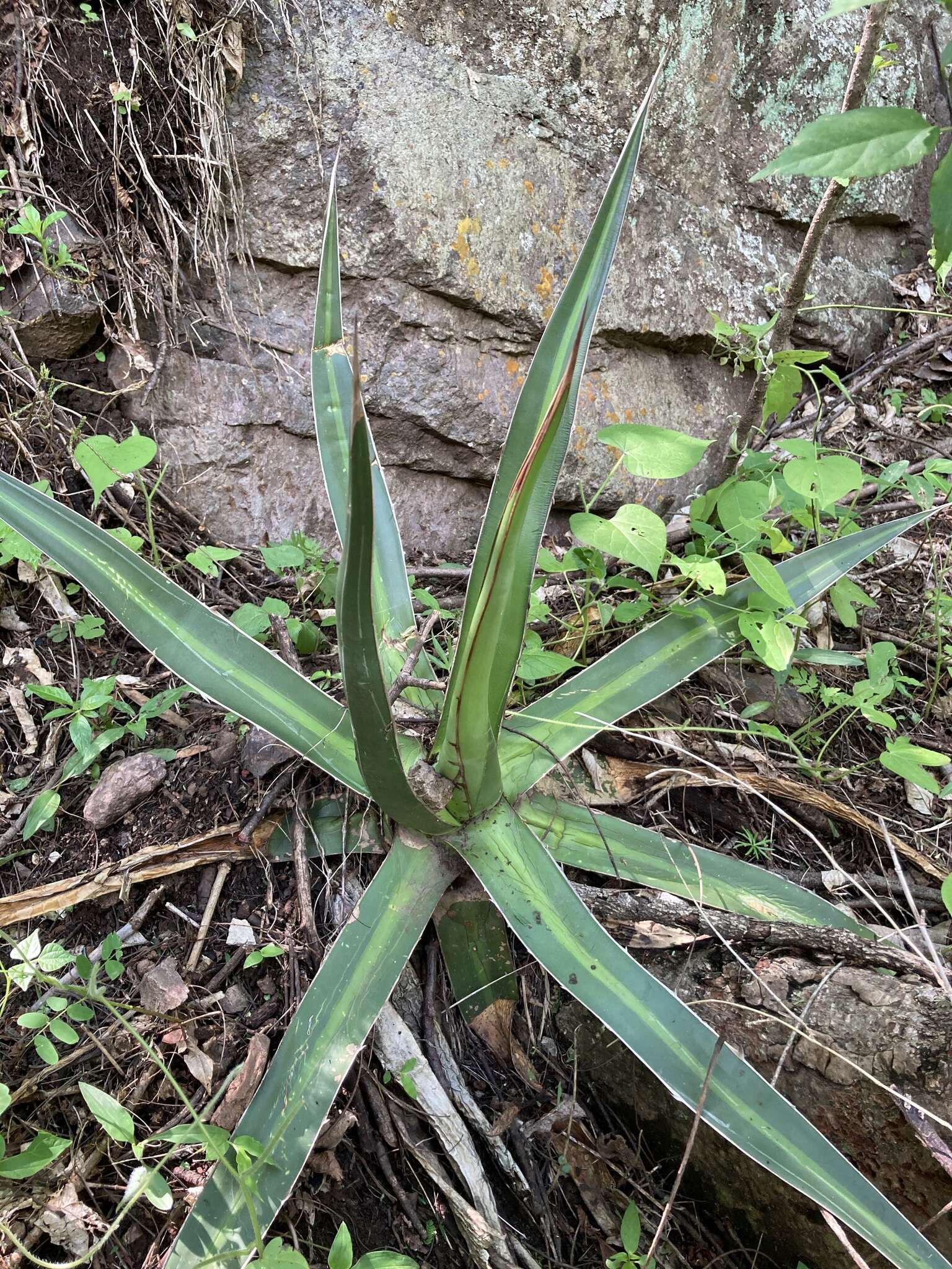 Image of Agave arcedianoensis Cházaro, O. M. Valencia & A. Vázquez