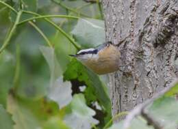 Image of Red-breasted Nuthatch