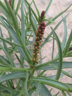 Image of Mojave toothleaf