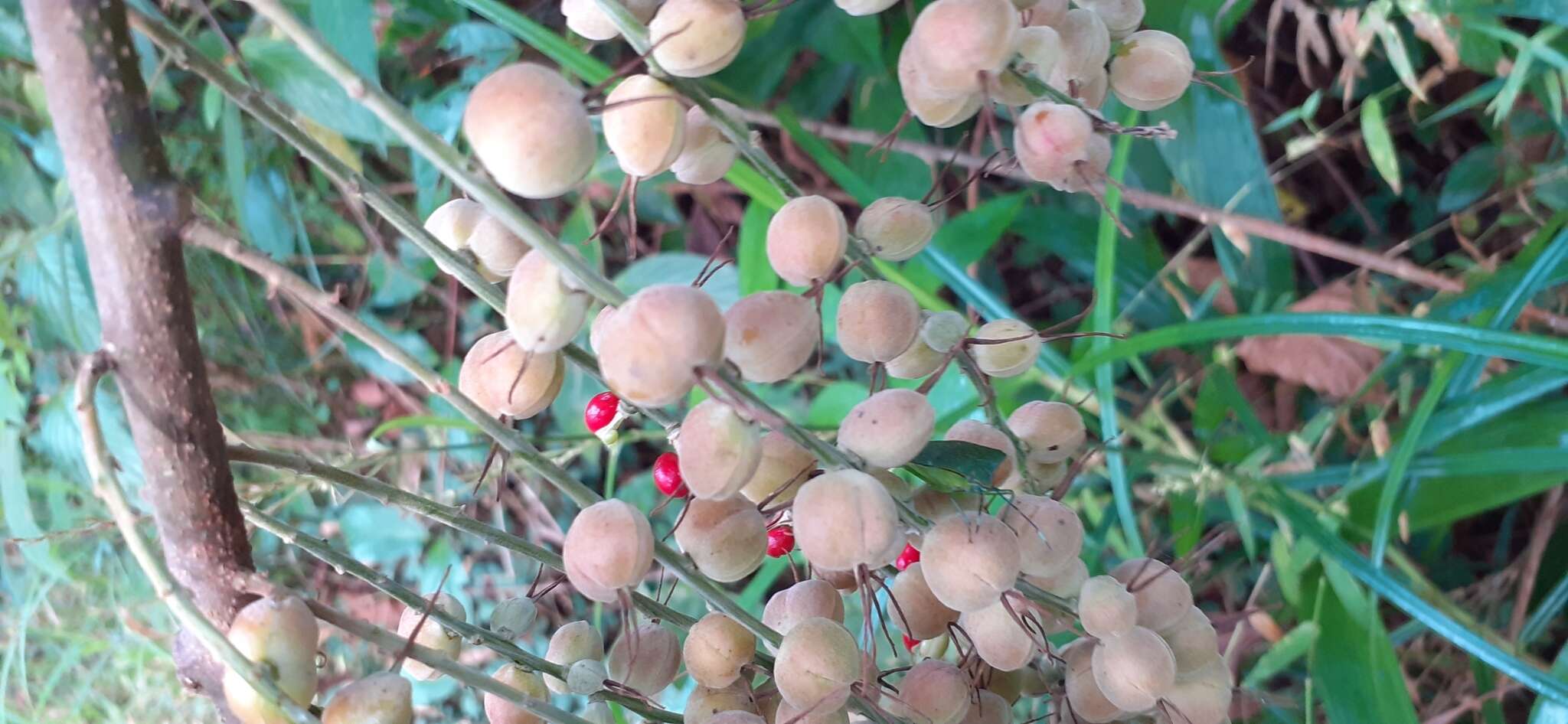 Слика од Alchornea cordifolia (Schumach. & Thonn.) Müll. Arg.