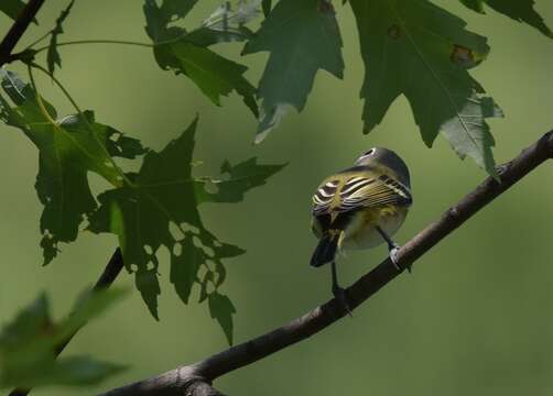 Image of Blue-headed Vireo