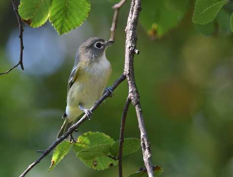 Image of Blue-headed Vireo