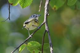 Image of Blue-headed Vireo