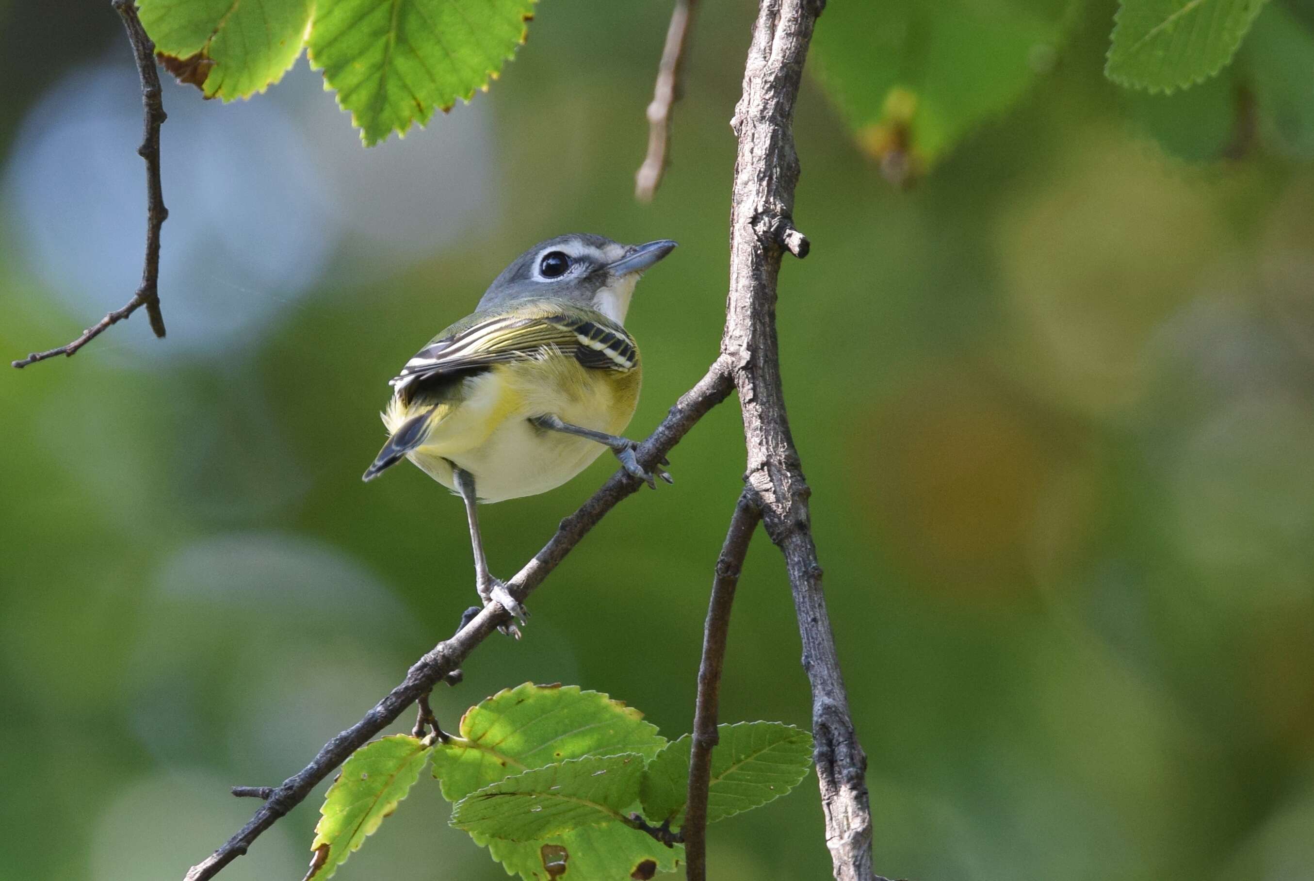 Image of Blue-headed Vireo