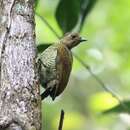 Image of Little Green Woodpecker