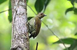 Image of Little Green Woodpecker